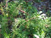 Polygonatum sibiricum